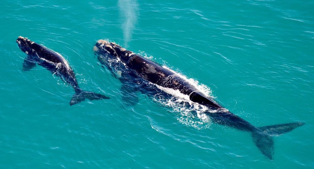 southern-right-whales-in-hermanus-mother-and-baby_orig